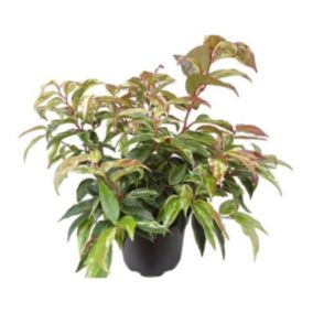 Kiścień Rainbow Verve 2 l