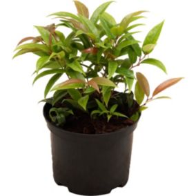 Kiścień Scarletta Verve 2 l