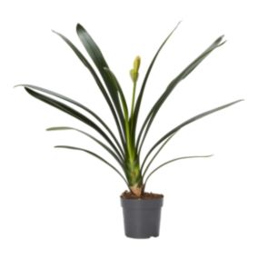 Kliwia cynobrowa 13 cm wys. 45 cm
