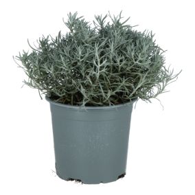 Kocanka 14 wys. 20 cm