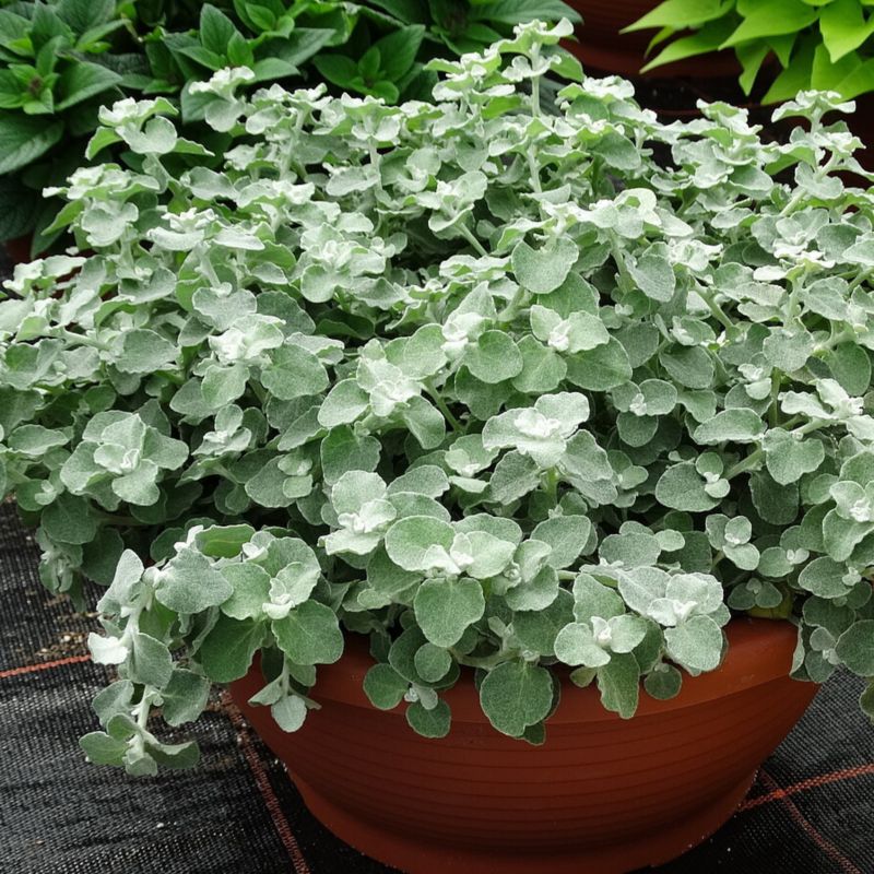 Kocanka doniczka 11 cm