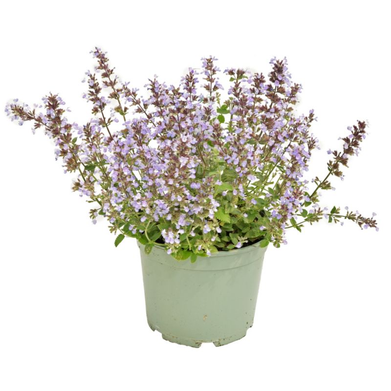 Kocimiętka mix 17 cm