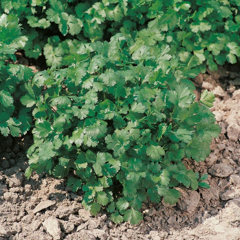 Kolendra sadzonka w doniczce 13 cm
