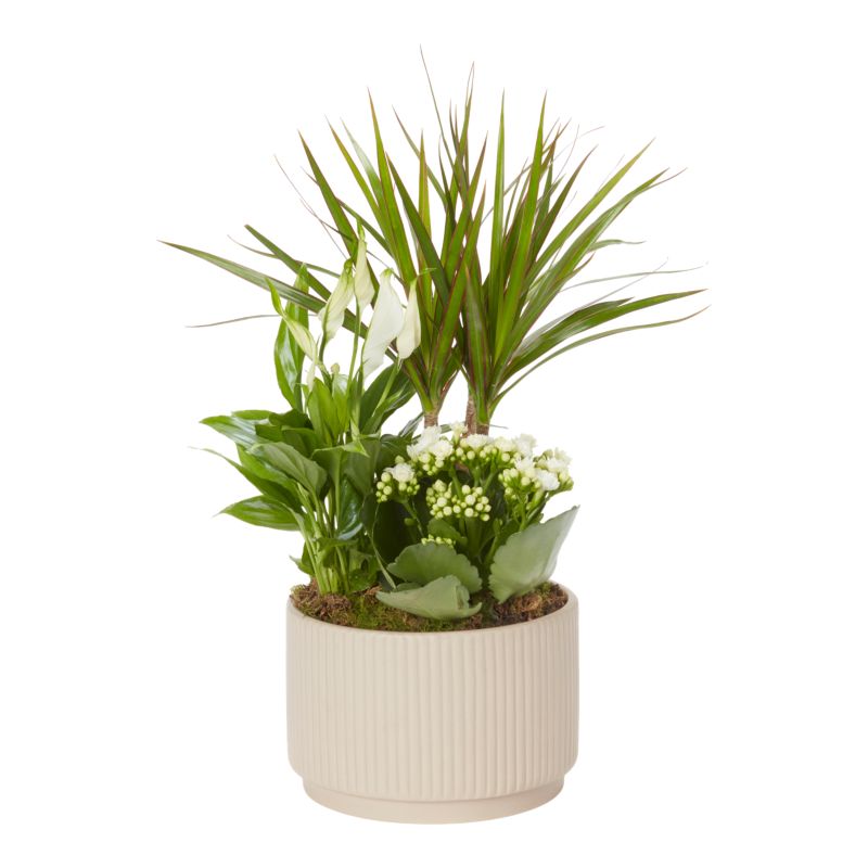 Kompozycja roślin domowych w ceramice 17cm
