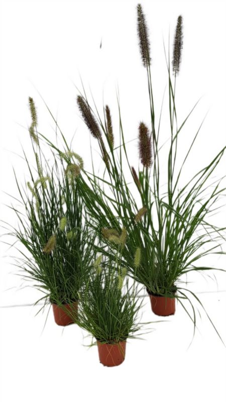 Kostrzewa doniczka 12 cm