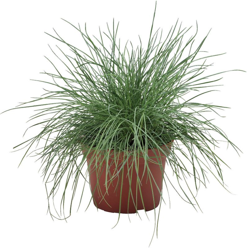 Kostrzewa Gautiera 13 cm