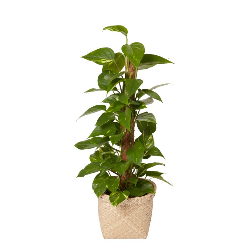 Kosz doniczkowy GoodHome z trawy morskiej 19 cm