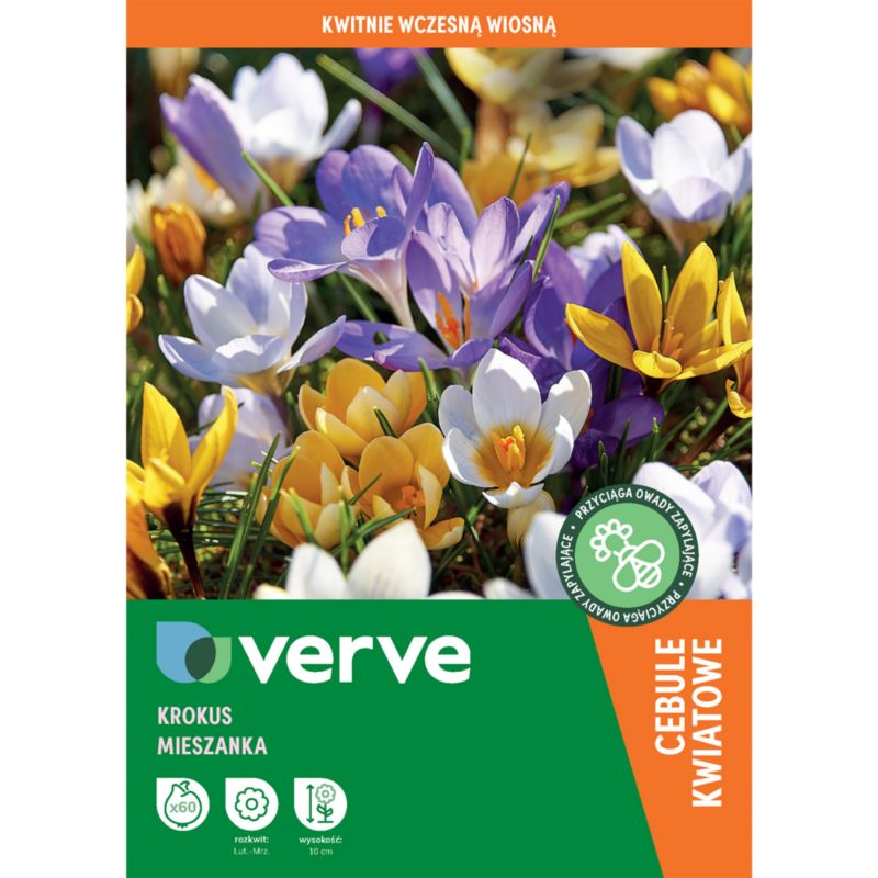 Krokus Verve mieszanka