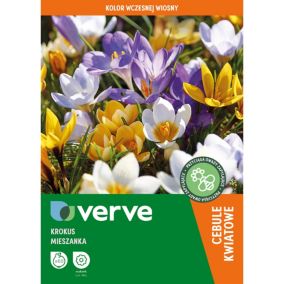 Krokus Verve mieszanka
