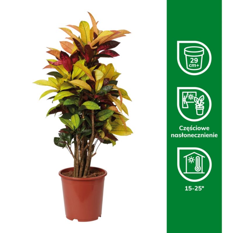Kroton 27 cm wys. 110 cm