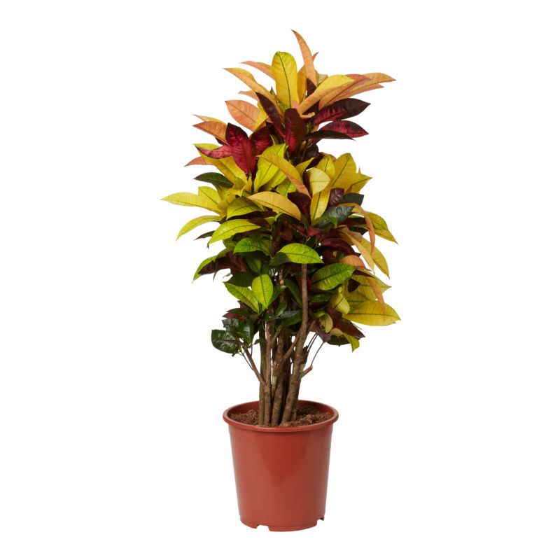 Kroton 27 cm wys. 110 cm