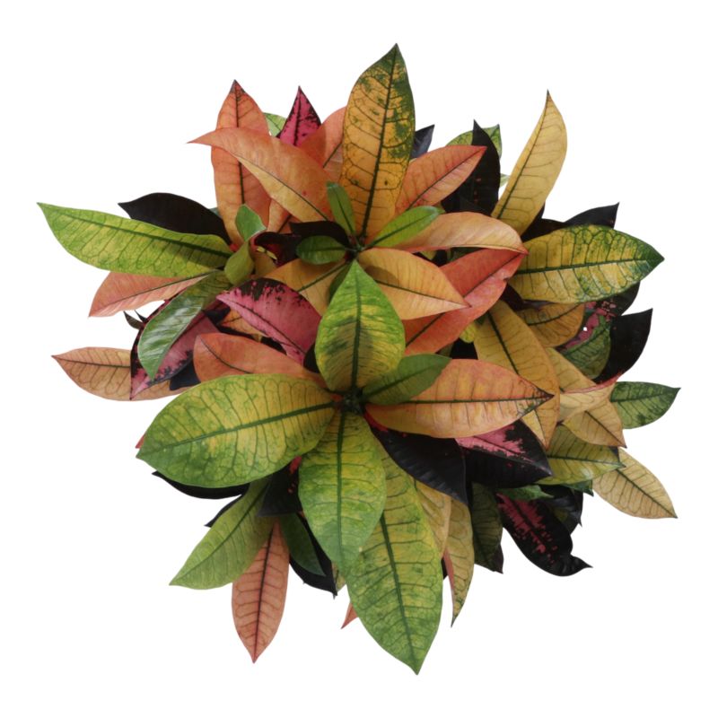 Kroton 27 cm wys. 110 cm