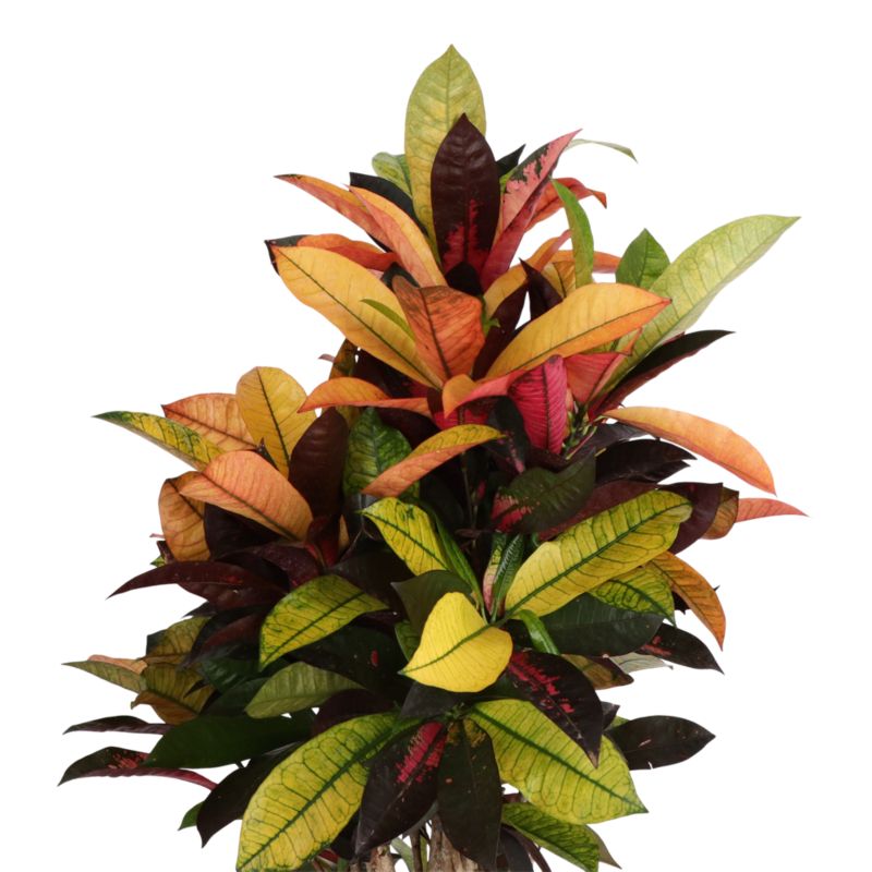 Kroton 27 cm wys. 110 cm