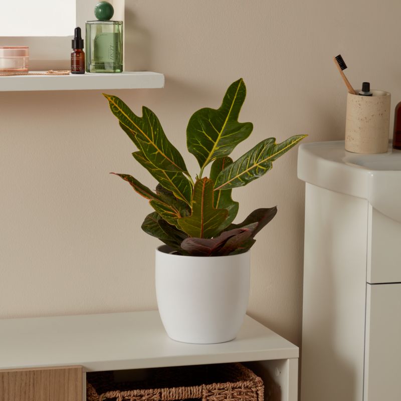 Kroton Brasilia 12 cm wys. 35 cm