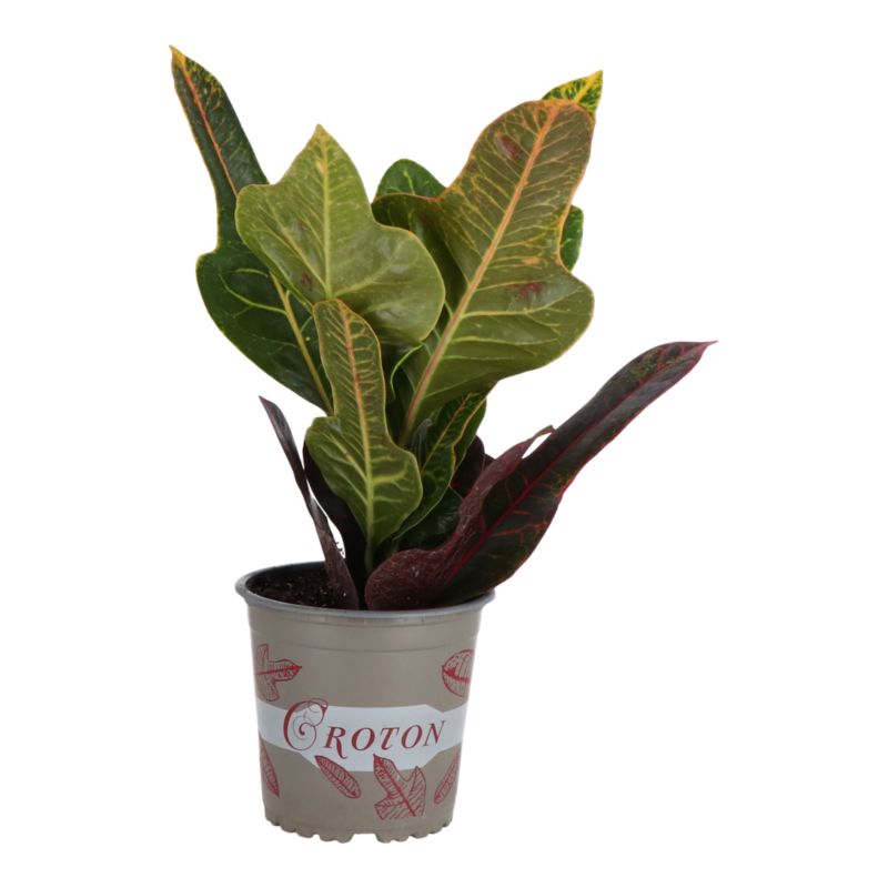 Kroton Brasilia 12 cm wys. 35 cm