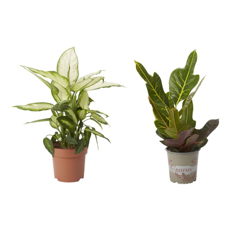 Kroton Brasilia 12 cm wys. 35 cm
