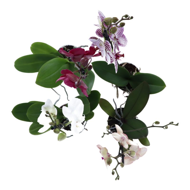 Kroton Brasilia 12 cm wys. 35 cm