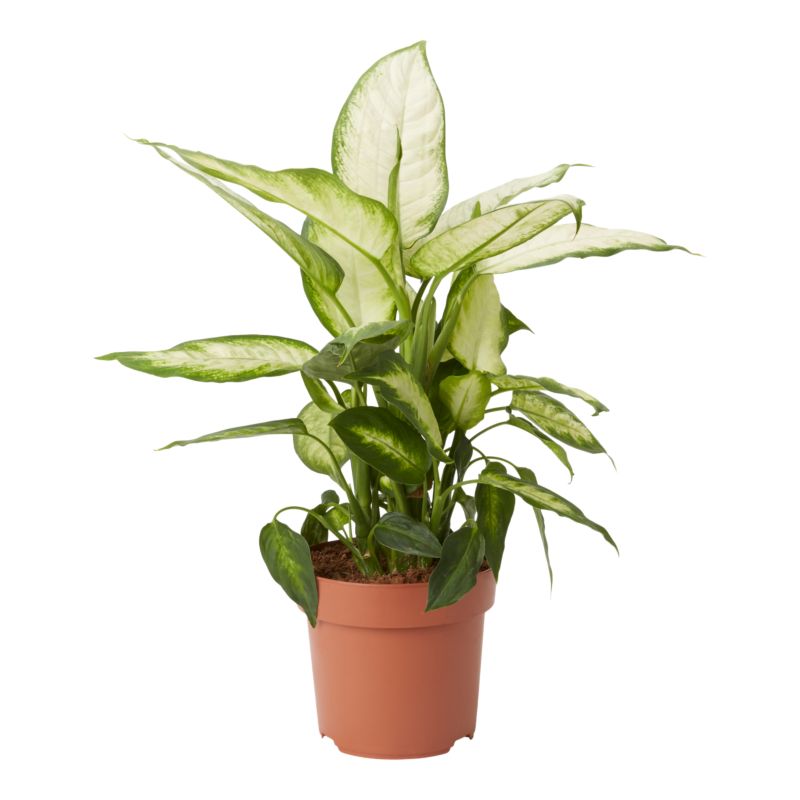Kroton Brasilia 12 cm wys. 35 cm