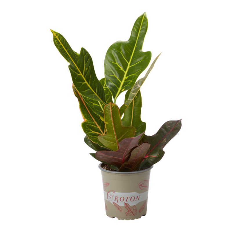 Kroton Brasilia 12 cm wys. 35 cm