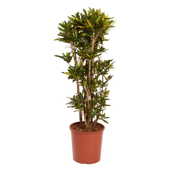 Kroton Yellow GoodHome Banana 30 cm wys. 110 cm