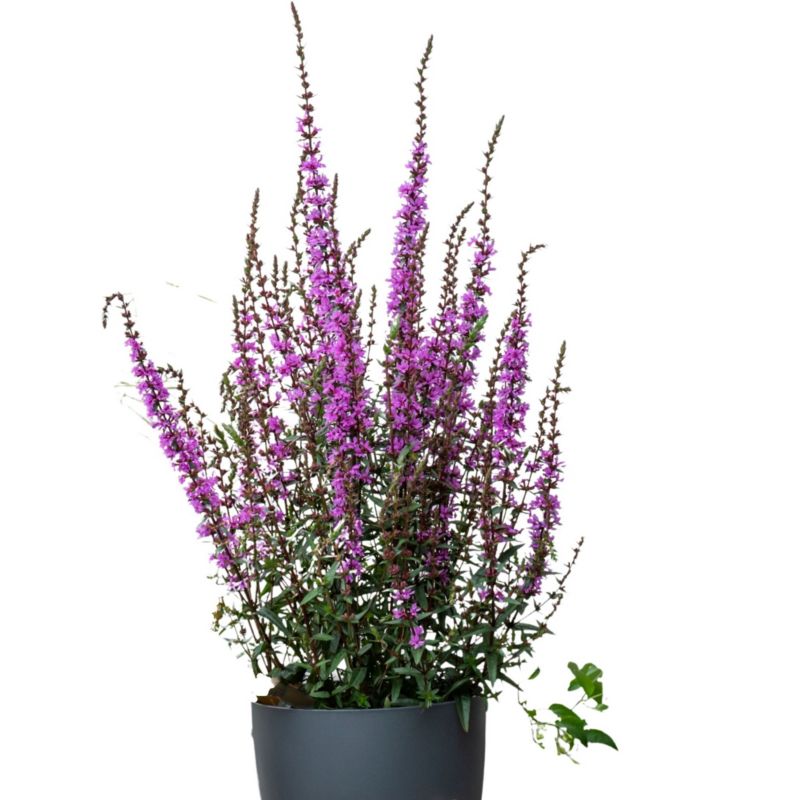 Krwawnica 13 cm