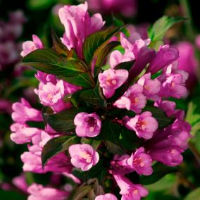 Krzewuszka Purpurea Verve 2 l wys. 35 cm