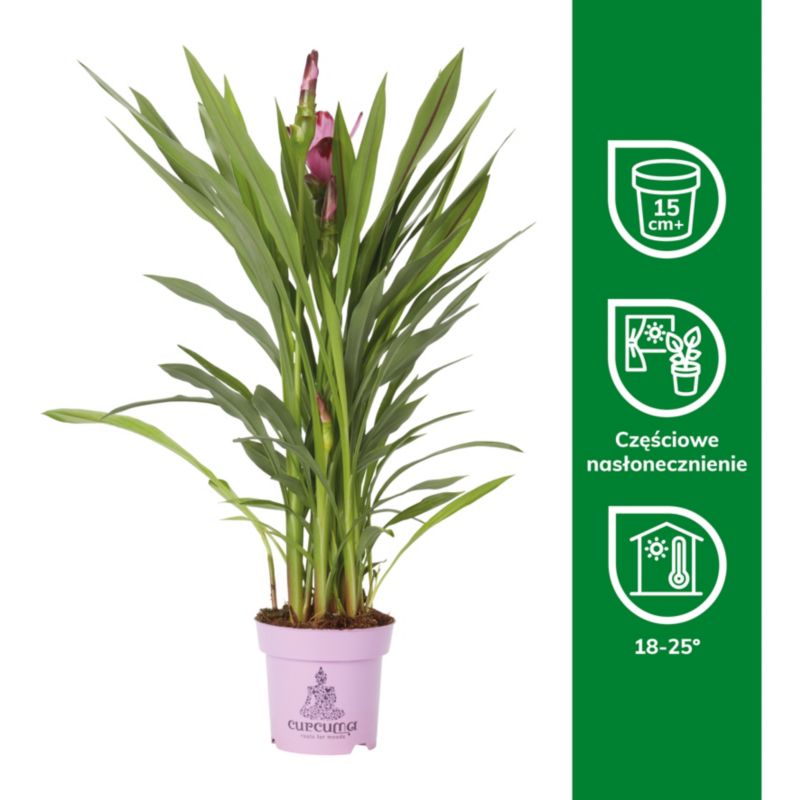Kurkuma Siam Verve 14 cm wys. 60 cm