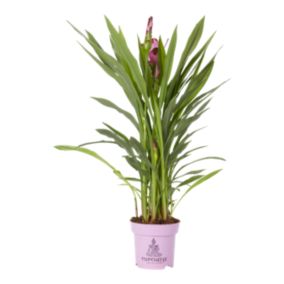 Kurkuma Siam Verve 14 cm wys. 60 cm