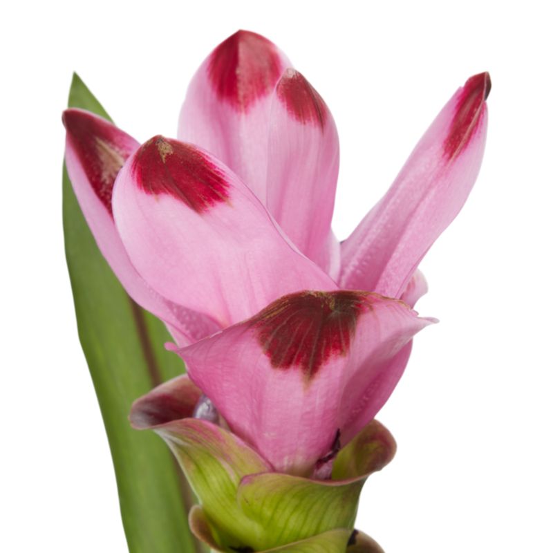 Kurkuma Siam Verve 14 cm wys. 60 cm