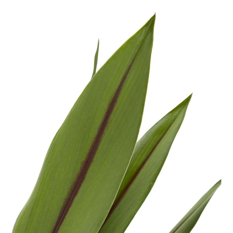 Kurkuma Siam Verve 14 cm wys. 60 cm