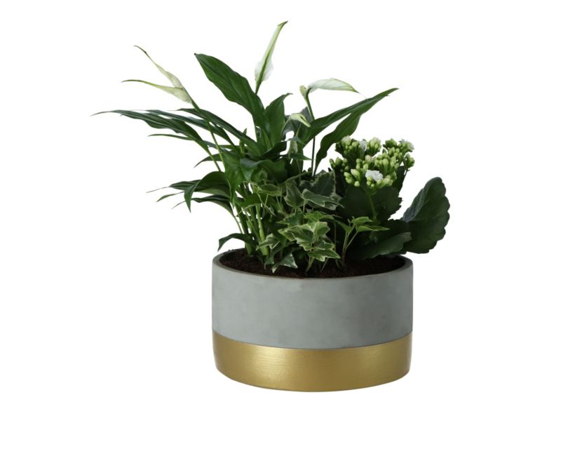 Kwiaty w doniczce ceramicznej 20 cm