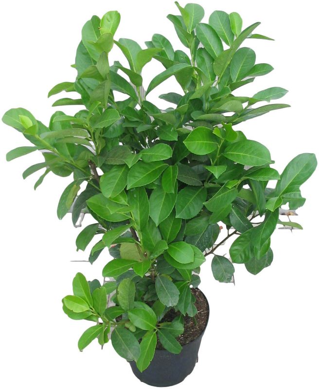Laurowiśnia Rotundifolia Verve 10 l