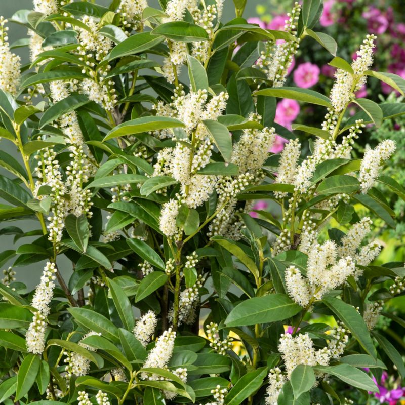 Laurowiśnia Rotundifolia Verve 2 l