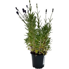 Lavandula P9