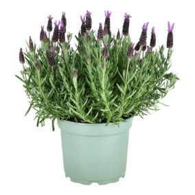 Lawenda francuska Verve mix 1 l wys. 15-20 cm