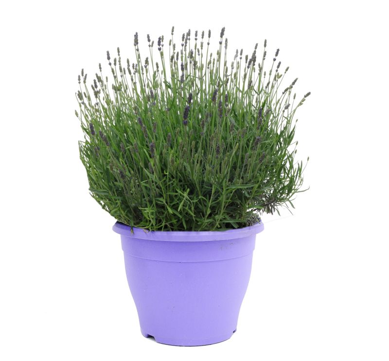 Lawenda wąskolistna Essence Purple doniczka 23 cm