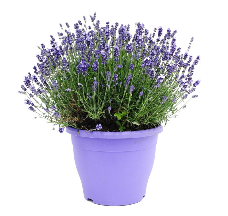 Lawenda wąskolistna Essence Purple doniczka 26 cm