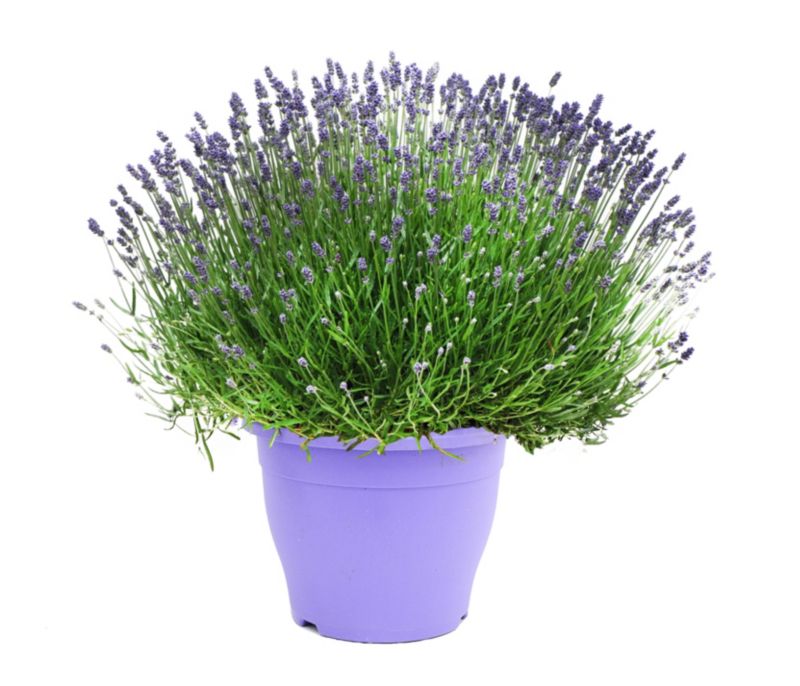 Lawenda wąskolistna Essence Purple doniczka 29 cm
