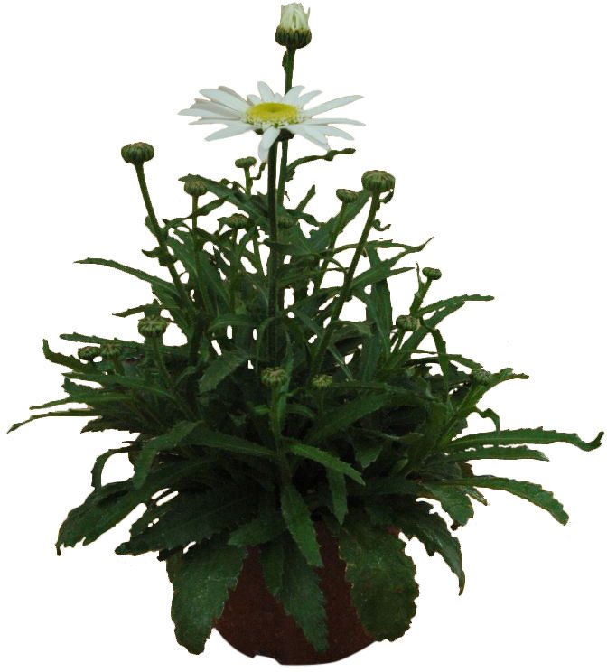 Leucanthemum doniczka 17 cm