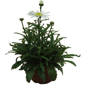 Leucanthemum doniczka 17 cm
