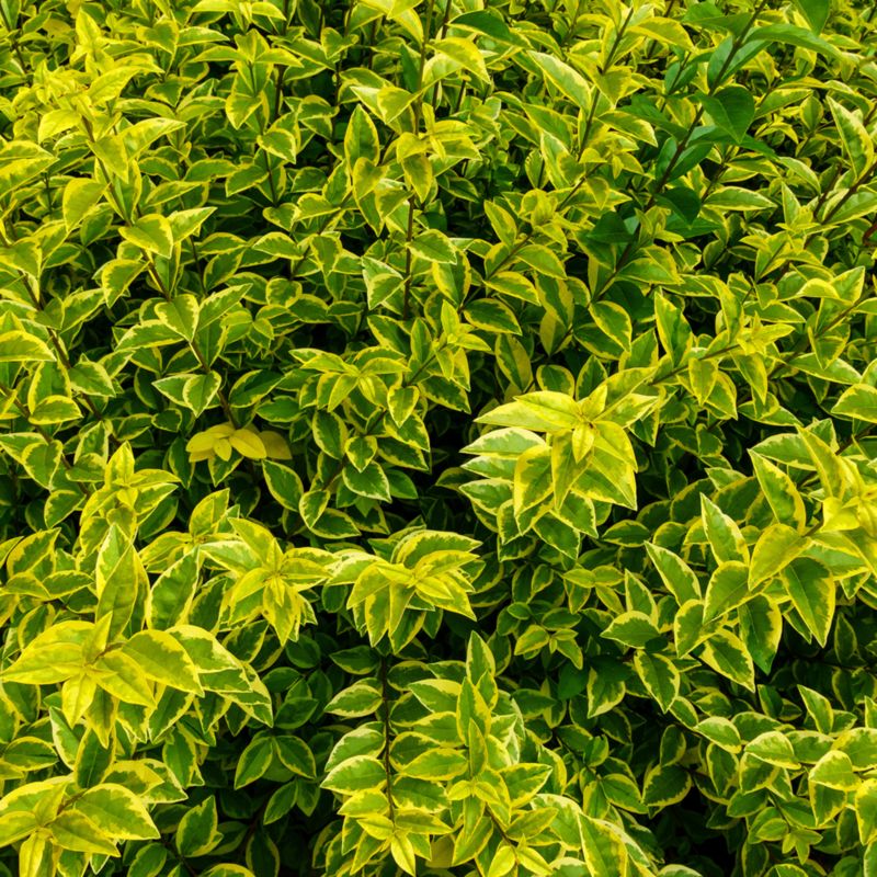 Ligustr jajolistny Aureum 5 l wys. 80 cm