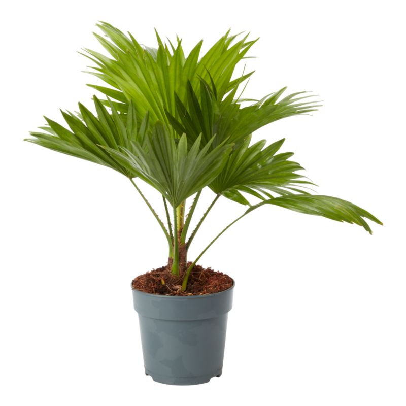 Liwistona okrągłolistna 12 cm wys. 40 cm