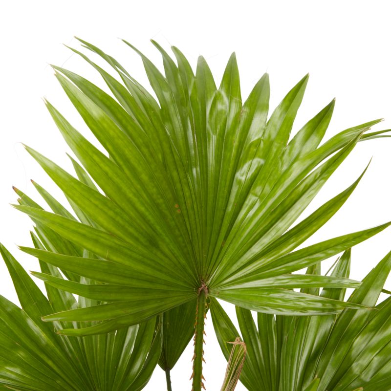 Liwistona okrągłolistna 12 cm wys. 40 cm