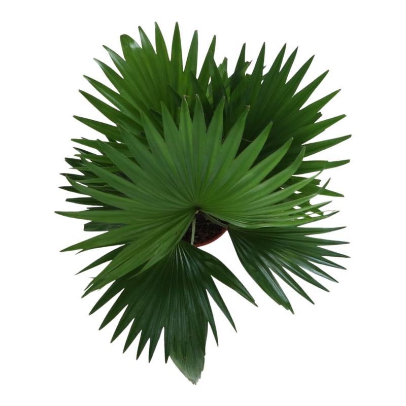Liwistona okrągłolistna 12 cm wys. 40 cm