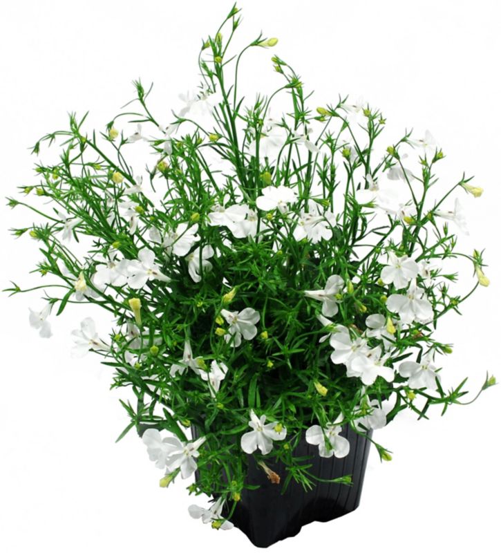 Lobelia 10,5 cm
