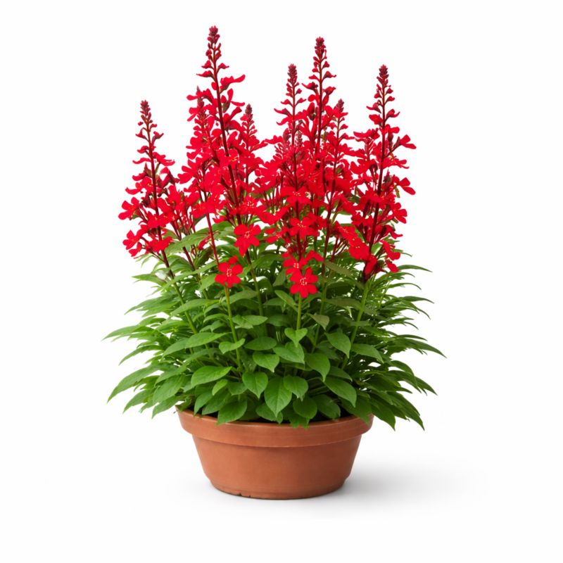 Lobelia Speciosa w doniczce 3 l