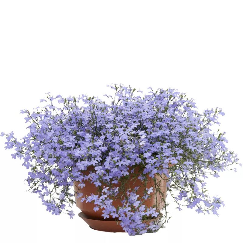 Lobelia w doniczce 11 cm