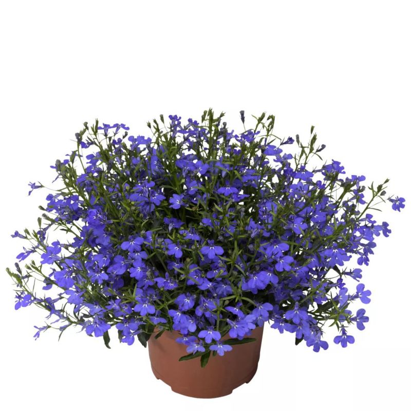 Lobelia w doniczce 11 cm