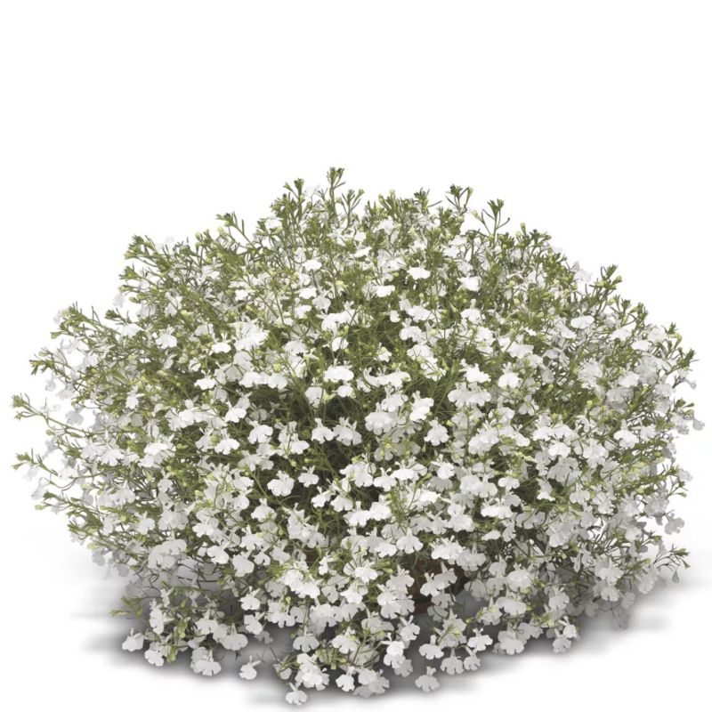 Lobelia w doniczce 11 cm