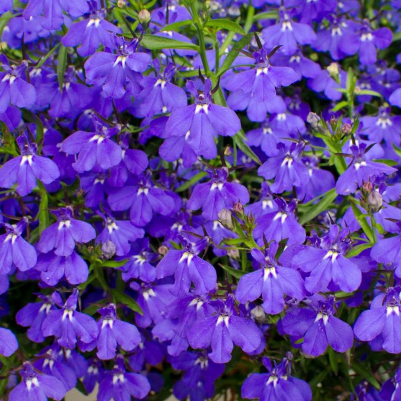 Lobelia w doniczce 11 cm